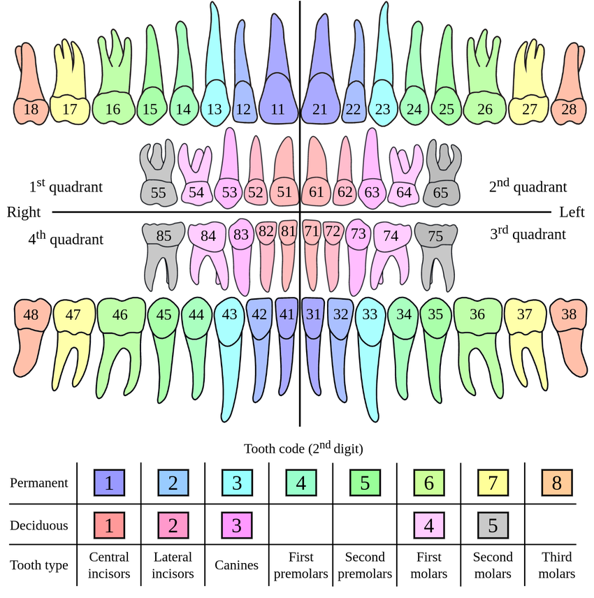 Understanding Dental Tooth Numbering