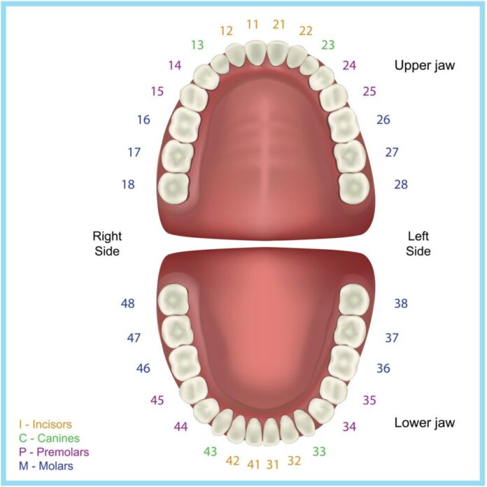 Understanding Dental Tooth Numbering